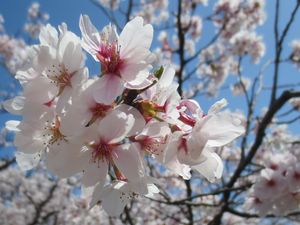 桜の写真