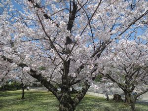 浜寺公園の桜の木の写真