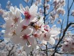 桜の花の写真